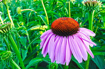 Vibrant Purple Coneflower in Green Garden