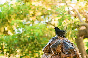 Black bird shaking water on rock in nature