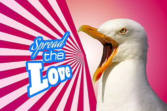 Funny screaming seagull with spread the love text graphic