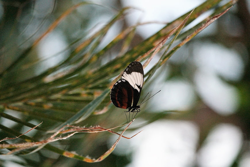 Black and white butterfly resting on green grass blade