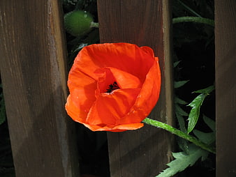Vibrant red poppy flower blooming against a dark wooden fence