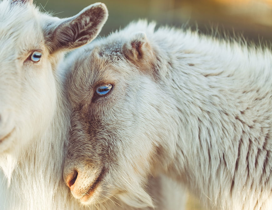 Close-up of two white sheep nuzzling affectionately