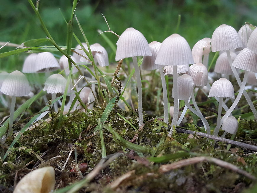 Close-up of small white mushrooms growing in mossy grass
