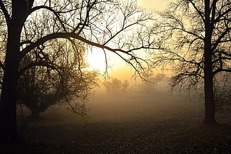 Misty Autumn Sunrise Landscape With Silhouetted Trees