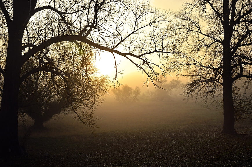 Misty Autumn Sunrise Landscape With Silhouetted Trees