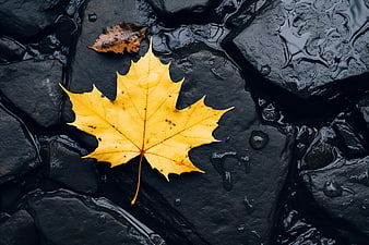 Yellow Maple Leaf on Wet Dark Rocks