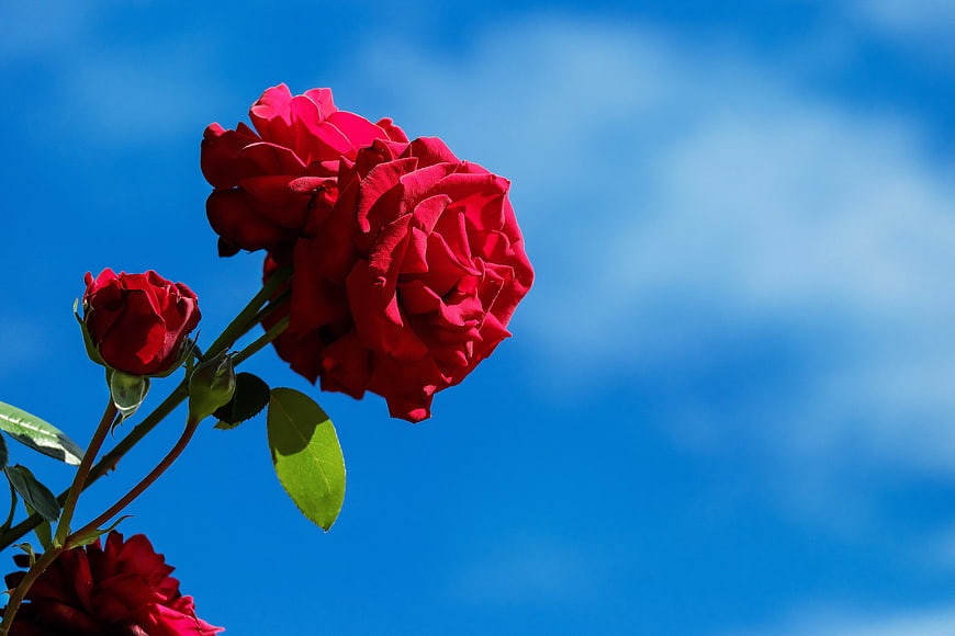 Vibrant Red Roses Against Blue Sky Background