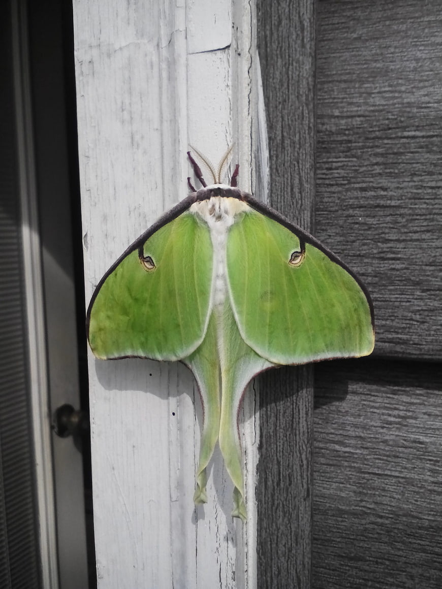 Green Luna Moth on Weathered White Wood