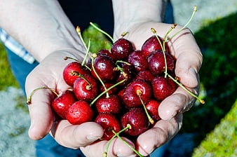 Fresh Red Cherries Held in Cupped Hands Outdoors