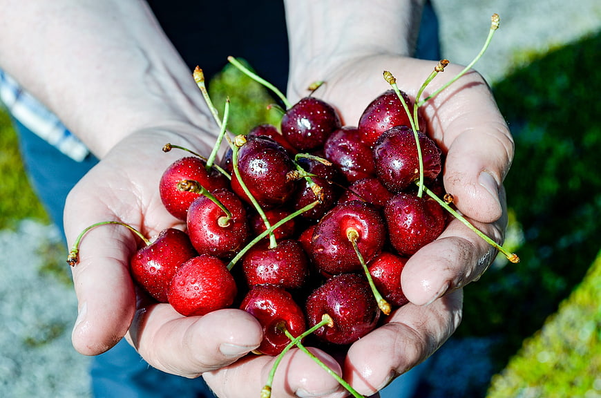 Fresh Red Cherries Held in Cupped Hands Outdoors