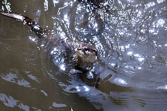 Otter swimming in water with sparkling sunlight reflections