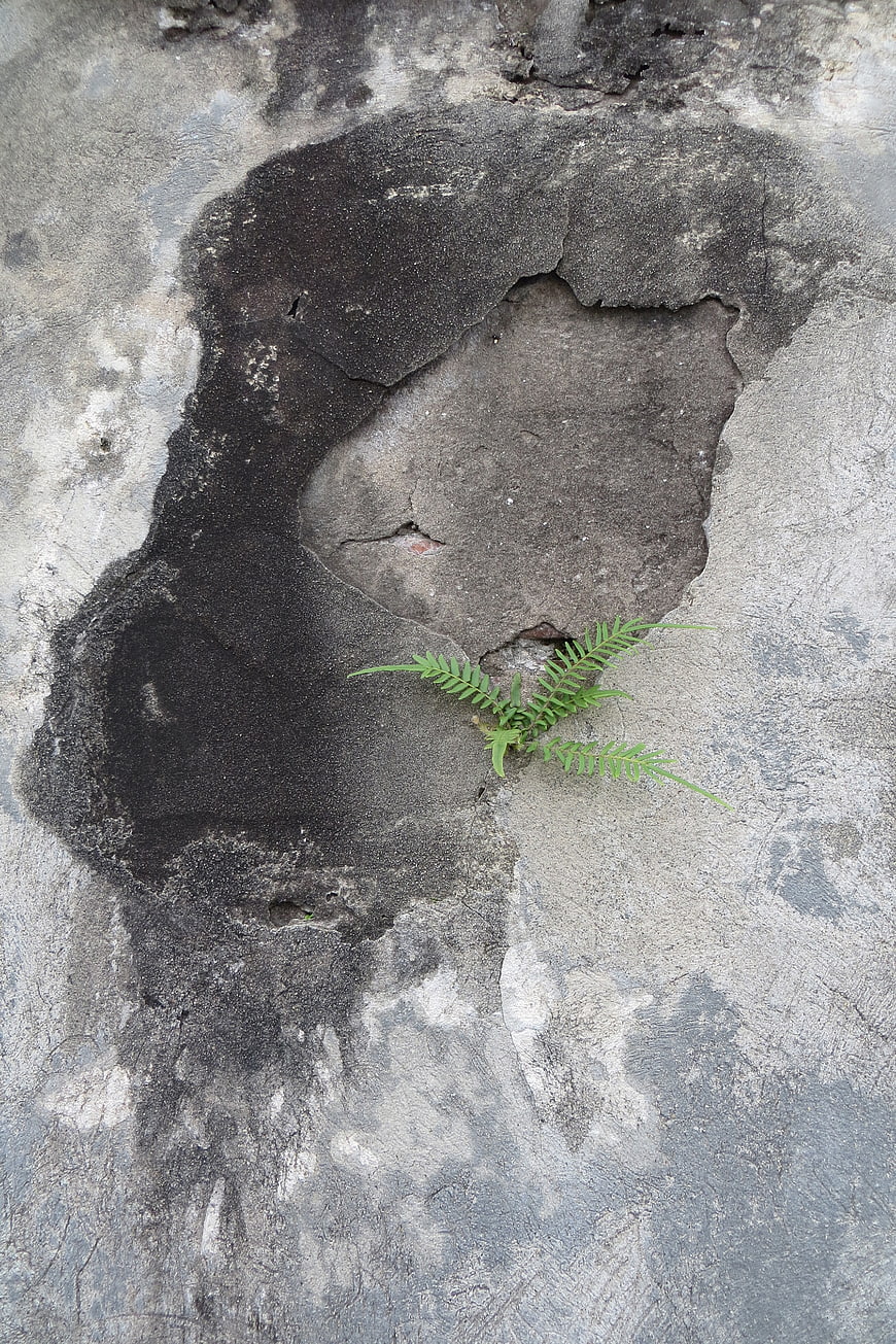 Green fern growing in cracked concrete surface