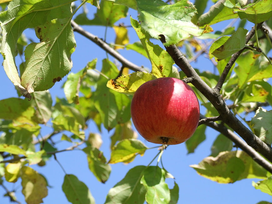 Red Apple Hanging on Tree Branch Against Blue Sky
