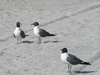 Three Laughing Gulls Standing on Sandy Beach