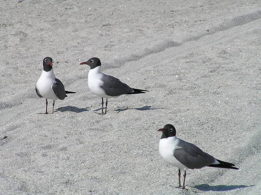 Three Laughing Gulls Standing on Sandy Beach