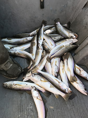 Fresh catch of speckled trout in a boat