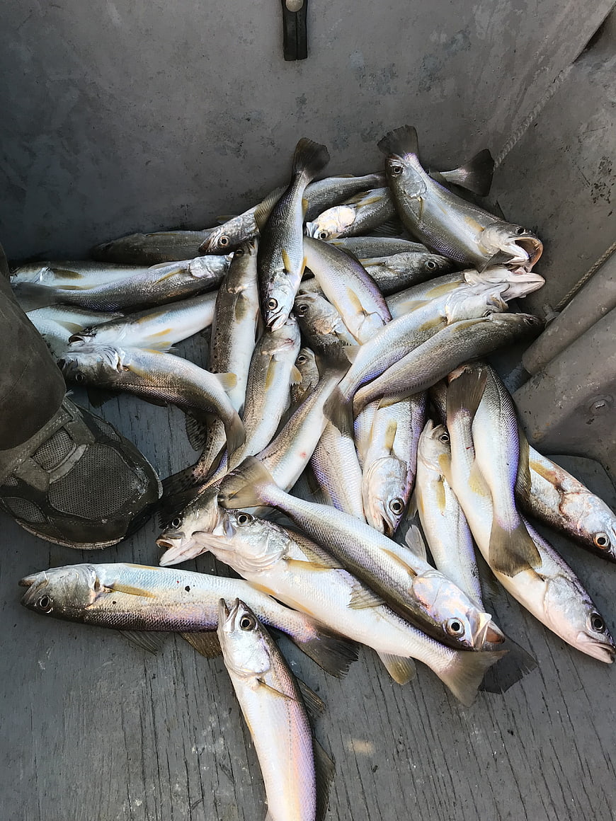 Fresh catch of speckled trout in a boat