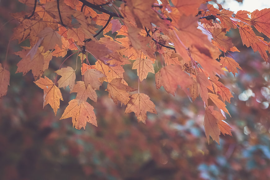 Close-up of orange maple leaves in autumn forest