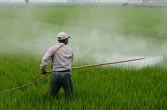 Farmer Spraying Pesticide In Green Rice Paddy Field