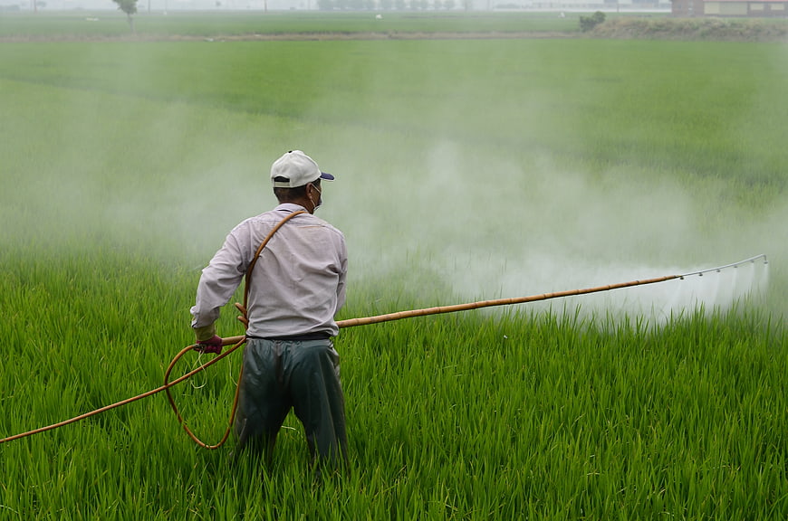 Farmer Spraying Pesticide In Green Rice Paddy Field