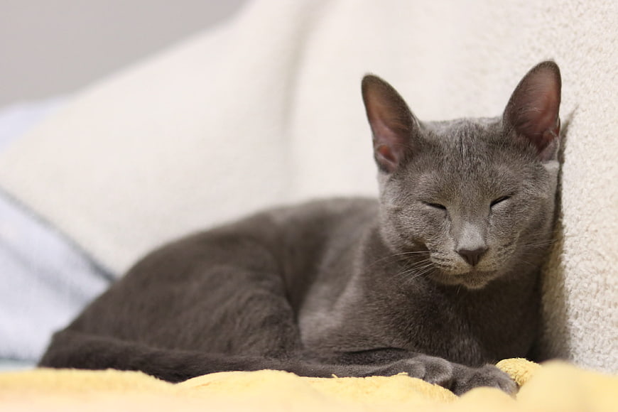 Sleepy Russian Blue Cat Resting On Soft Yellow Blanket