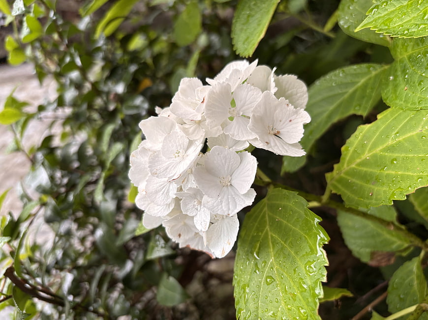 White Hydrangea Flower with Raindrops on Green Leaves