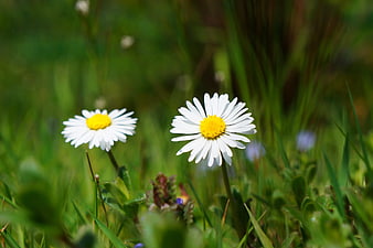 Two White Daisies in Green Grass