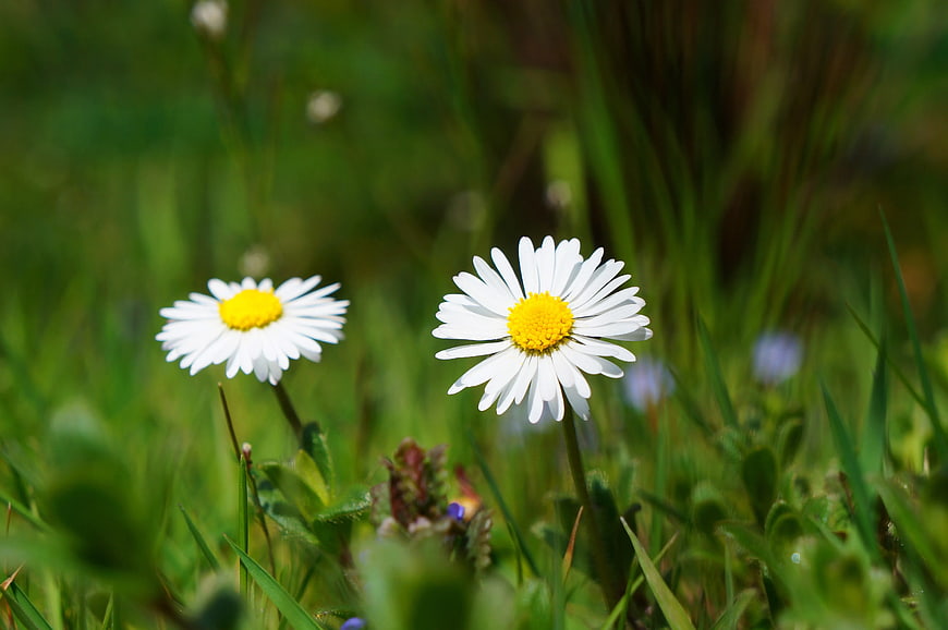 Two White Daisies in Green Grass