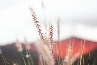 Close-up of feathery pink grass with blurred red background