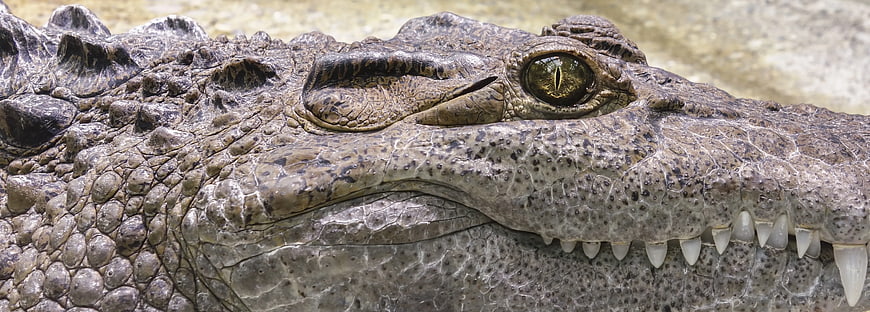 Close-up of a crocodile head with textured scales and sharp teeth