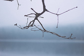 Silhouette of bare tree branch against foggy lake background
