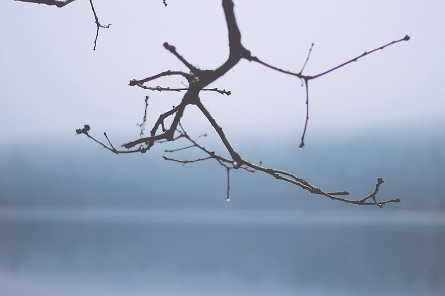 Silhouette of bare tree branch against foggy lake background