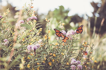 Monarch Butterflies on Milkweed Flowers in Summer Garden