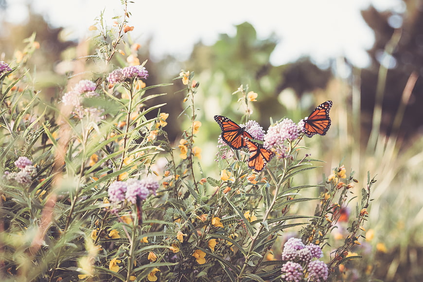 Monarch Butterflies on Milkweed Flowers in Summer Garden