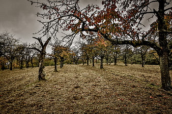 Moody Autumn Orchard with Bare Trees and Overcast Sky