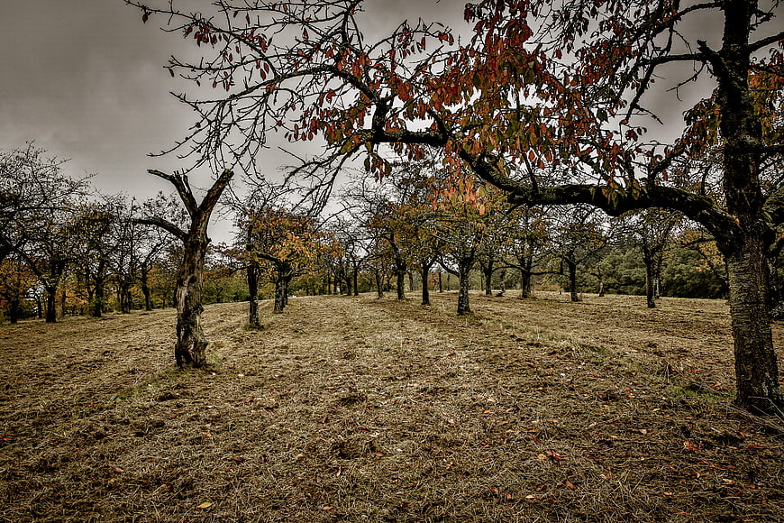 Moody Autumn Orchard with Bare Trees and Overcast Sky