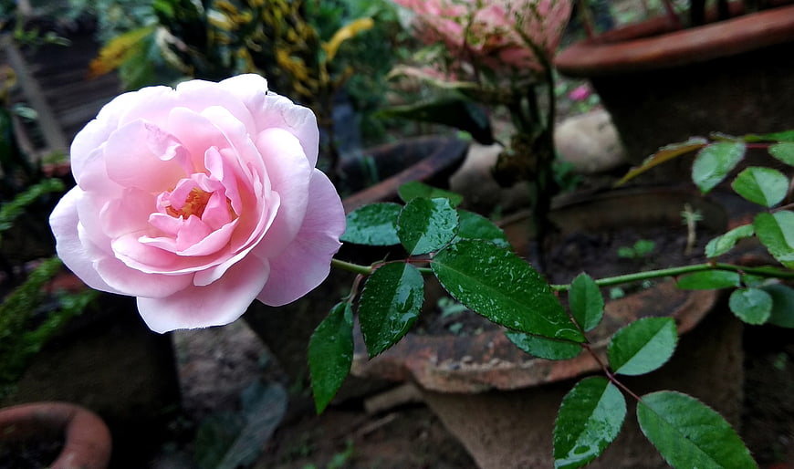 Close-up of a delicate pink rose with raindrops on leaves