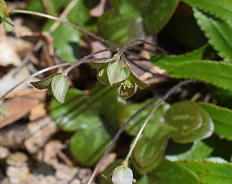 Close-up of Hepatica seedlings in a forest setting