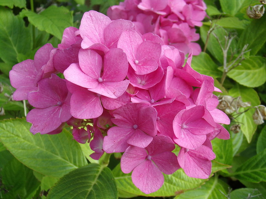 Close-up of vibrant pink hydrangea flowers with green leaves