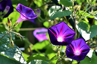Vibrant Purple Morning Glory Flowers Blooming In Green Garden