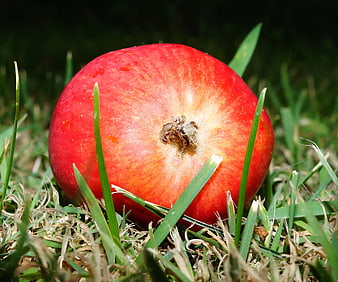Close-up of a red apple resting on green grass