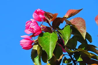 Pink Crabapple Blossoms Against Blue Sky