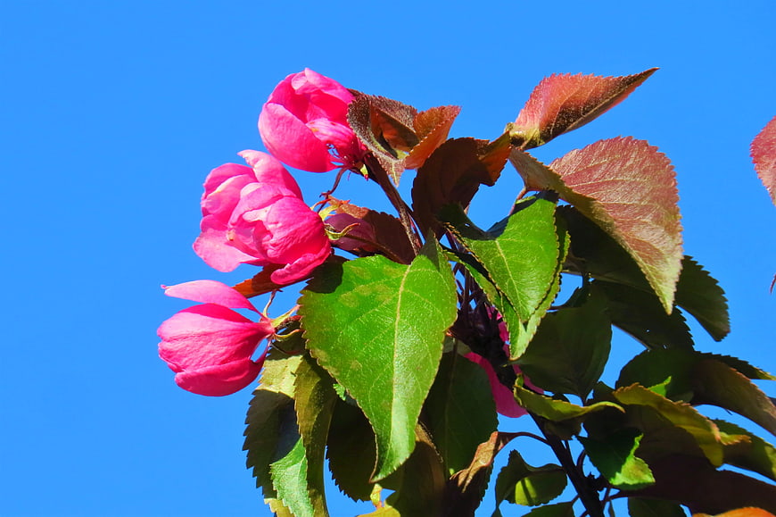 Pink Crabapple Blossoms Against Blue Sky