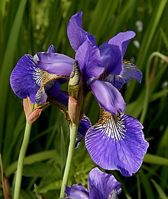 Vibrant purple iris flowers blooming in a green garden