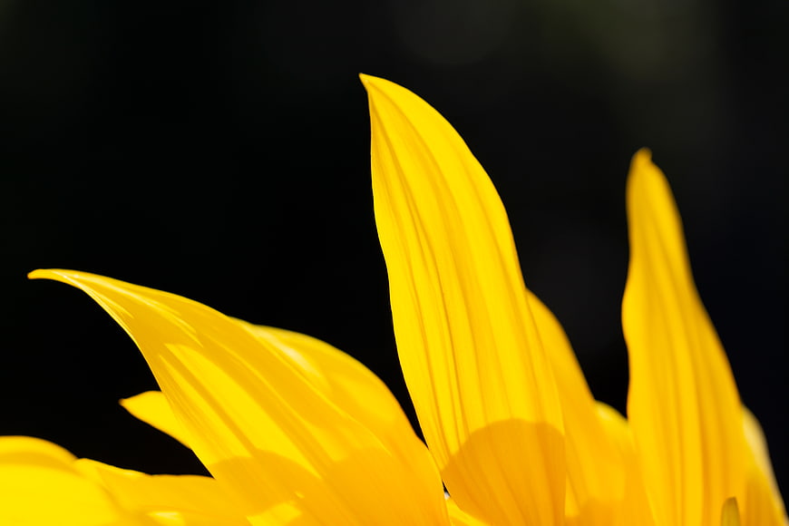 Close-up of bright yellow sunflower petals against black background