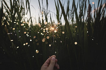 Hand holding a lit sparkler in a field of tall grass at dusk