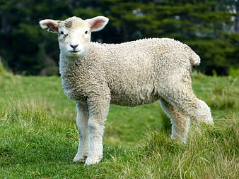 Cute white lamb standing in green grass field