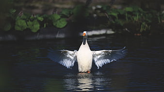 White duck spreading wings on dark water