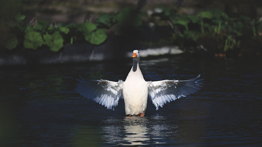 White duck spreading wings on dark water