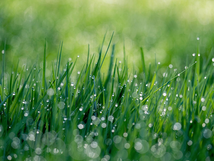 Fresh green grass with dew drops and bokeh background